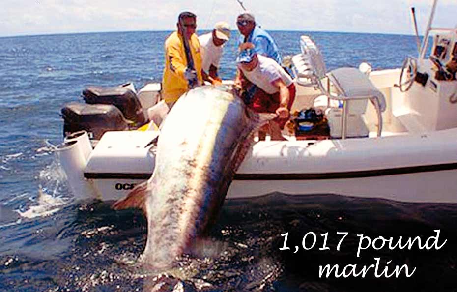 1,017 pound marlin caught on Ocean Master 27 center console boat